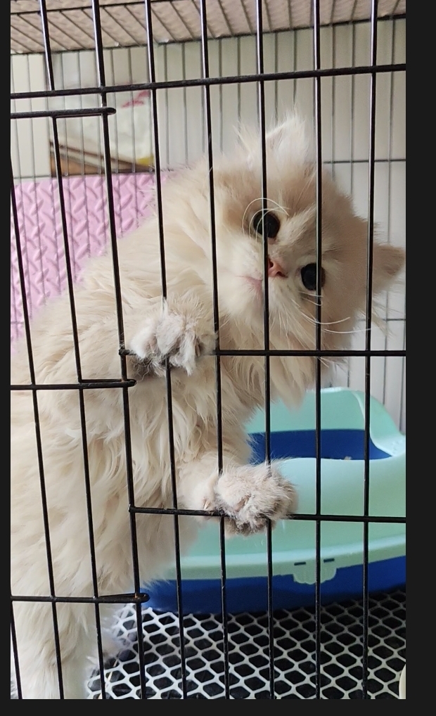 非常好看乖巧的长毛蓝金渐层